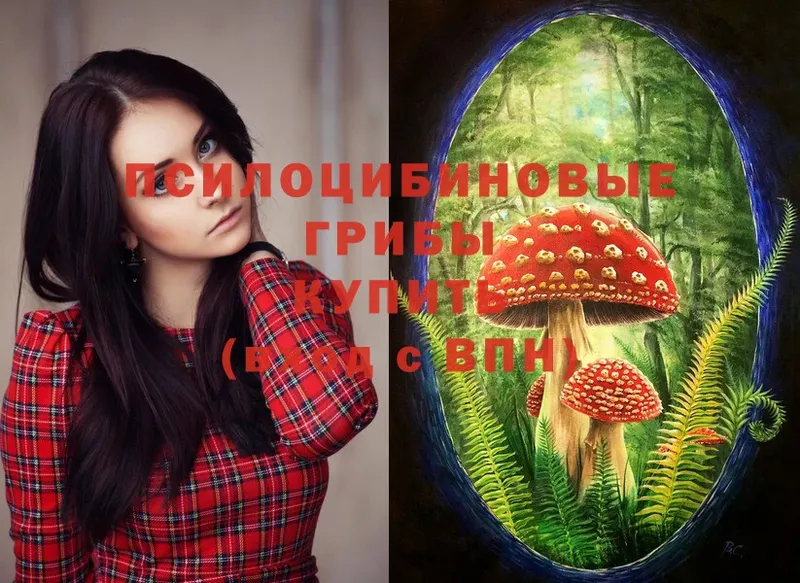 Псилоцибиновые грибы Cubensis Каменка